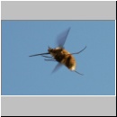 Bombylius major - Wollschweber m15.jpg